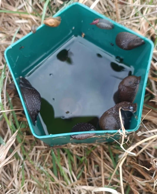 Snigelfällan - Njut av en snigelfri trädgård helt utan ansträngning